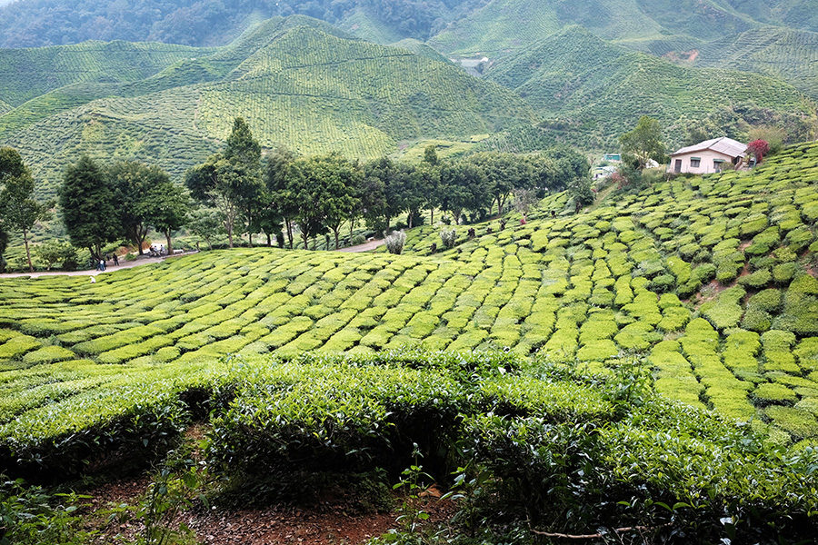 Čajové plantáže Bharat, Cameron Highlands, Malajsie