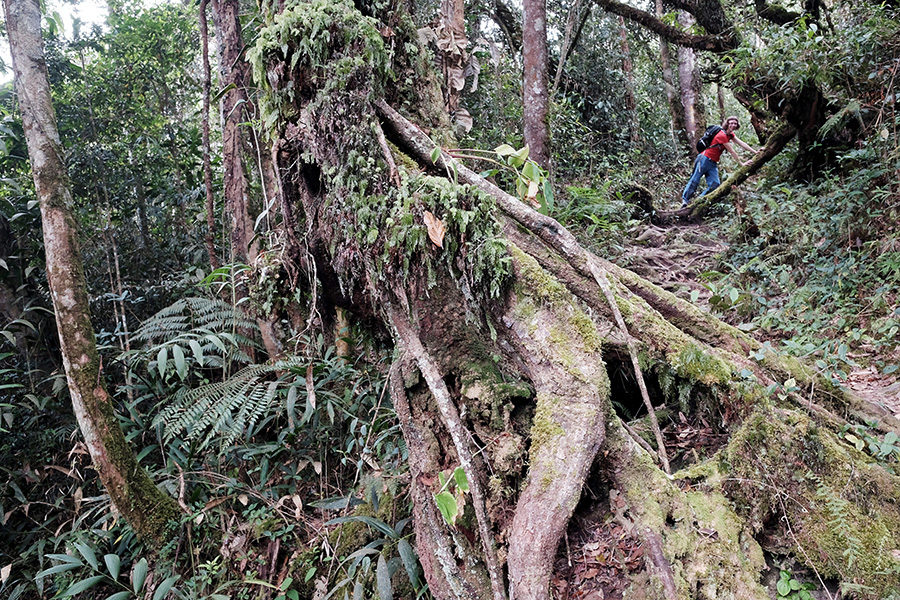 Treky džunglí v Cameron Highlands, Malajsie