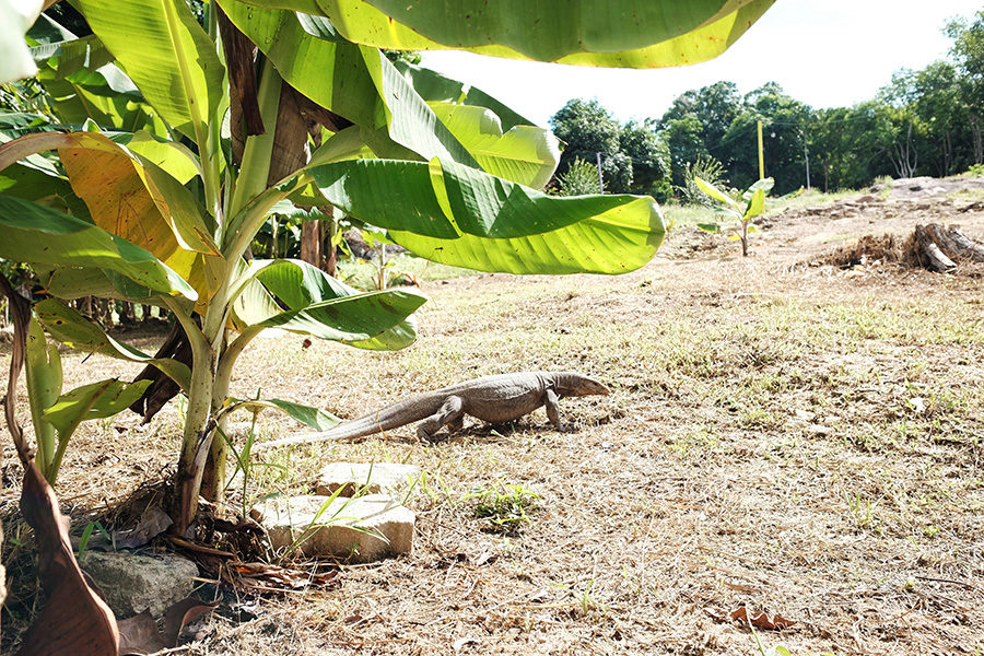 varan pod banánovníkem, Perhentian Kecil, Malajsie