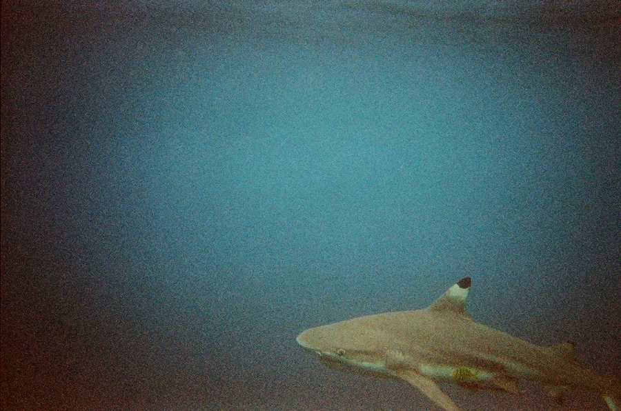 Žralok černoploutvý, Perhentian Kecil, Malajsie