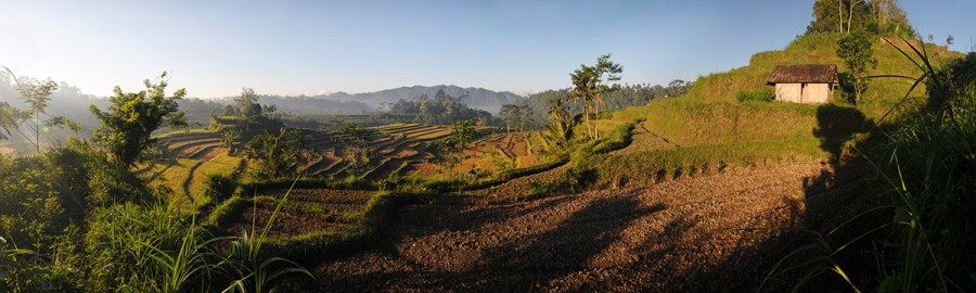 Rýžové terasy na Bali